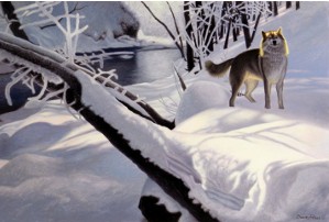 Daniel Renn Pierce, lone gray wolf in snow