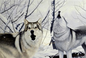 Daniel Renn Pierce, "Gray Wolves in snow"